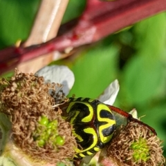 Eupoecila australasiae at Lower Molonglo - 17 Feb 2024