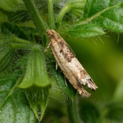 Crocidosema plebejana (Cotton Tipworm Moth) at Downer, ACT - 15 Feb 2024 by RobertD