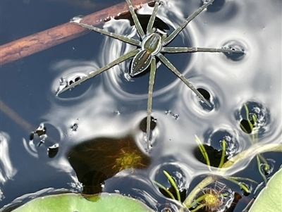 Dolomedes facetus (Crafty Fishing Spider) at QPRC LGA - 17 Feb 2024 by JaneR