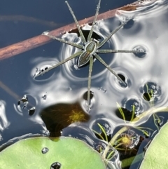 Dolomedes facetus (Crafty Fishing Spider) at QPRC LGA - 17 Feb 2024 by JaneR
