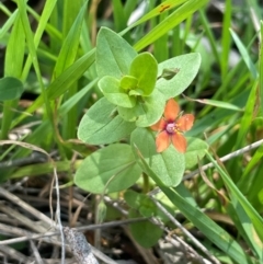 Lysimachia arvensis (Scarlet Pimpernel) at Bendoura, NSW - 17 Feb 2024 by JaneR