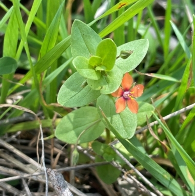 Lysimachia arvensis (Scarlet Pimpernel) at Bendoura, NSW - 17 Feb 2024 by JaneR