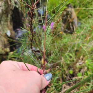 Hakea microcarpa at QPRC LGA - 17 Feb 2024