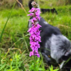 Lythrum salicaria (Purple Loosestrife) at Captains Flat, NSW - 17 Feb 2024 by Csteele4