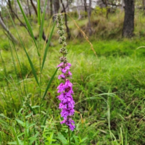 Lythrum salicaria at QPRC LGA - 17 Feb 2024 05:01 PM