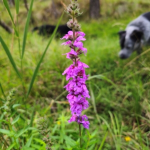 Lythrum salicaria at QPRC LGA - 17 Feb 2024 05:01 PM