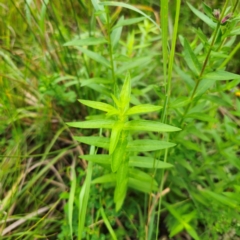 Lythrum salicaria at QPRC LGA - 17 Feb 2024