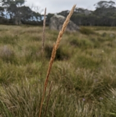 Deyeuxia carinata (Slender Bent-Grass) at Cotter River, ACT - 16 Feb 2024 by MattM