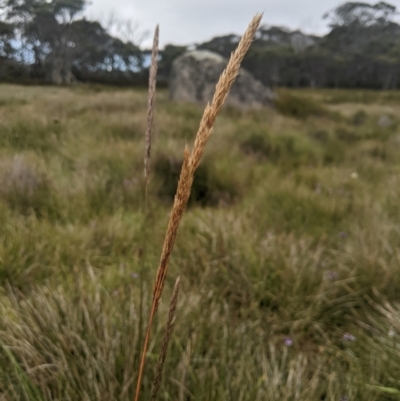 Deyeuxia carinata (Slender Bent-Grass) at Namadgi National Park - 17 Feb 2024 by MattM