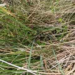 Deyeuxia carinata at Namadgi National Park - 17 Feb 2024