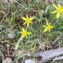 Tricoryne elatior (Yellow Rush Lily) at Bendoura, NSW - 17 Feb 2024 by JaneR