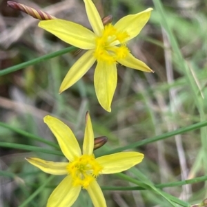 Tricoryne elatior at QPRC LGA - 17 Feb 2024