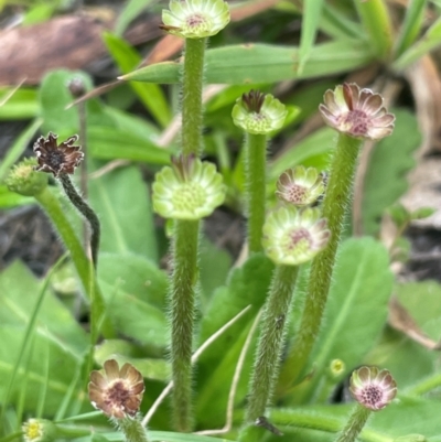 Solenogyne gunnii (Solengyne) at Bendoura, NSW - 17 Feb 2024 by JaneR