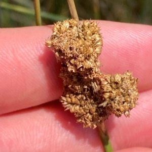 Juncus australis at Illilanga & Baroona - 13 Jan 2024