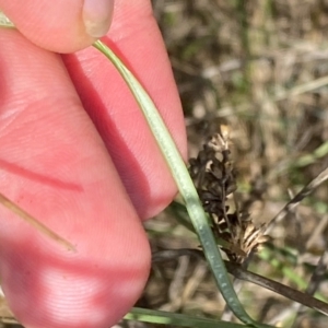 Juncus australis at Illilanga & Baroona - suppressed