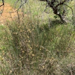 Juncus australis at Illilanga & Baroona - 13 Jan 2024