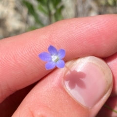 Wahlenbergia multicaulis (Tadgell's Bluebell) at Illilanga & Baroona - 13 Jan 2024 by Tapirlord