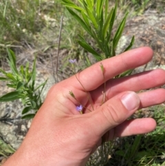 Wahlenbergia multicaulis at Illilanga & Baroona - 13 Jan 2024