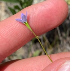 Wahlenbergia multicaulis at Illilanga & Baroona - 13 Jan 2024