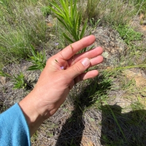 Wahlenbergia multicaulis at Illilanga & Baroona - suppressed