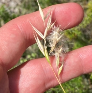 Rytidosperma laeve at Illilanga & Baroona - 13 Jan 2024