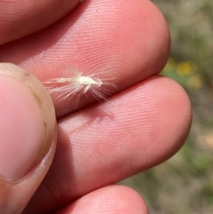 Rytidosperma laeve at Illilanga & Baroona - 13 Jan 2024