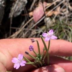 Epilobium billardiereanum subsp. cinereum (Hairy Willow Herb) at Illilanga & Baroona - 13 Jan 2024 by Tapirlord