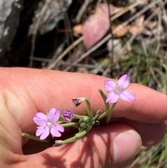 Epilobium billardiereanum subsp. cinereum at Illilanga & Baroona - suppressed