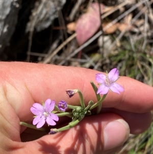 Epilobium billardiereanum subsp. cinereum at Illilanga & Baroona - suppressed