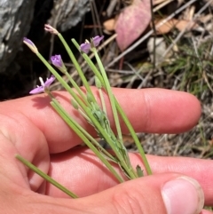 Epilobium billardiereanum subsp. cinereum at Illilanga & Baroona - suppressed