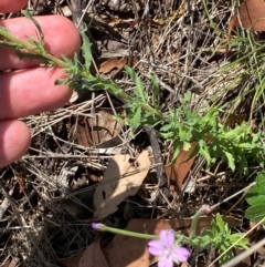 Epilobium billardiereanum subsp. cinereum at Illilanga & Baroona - suppressed