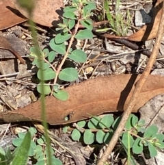 Euphorbia dallachyana (Mat Spurge, Caustic Weed) at Illilanga & Baroona - 13 Jan 2024 by Tapirlord