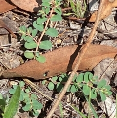 Euphorbia dallachyana at Illilanga & Baroona - suppressed