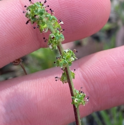 Acaena echinata (Sheeps Burr) at Michelago, NSW - 13 Jan 2024 by Tapirlord