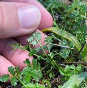 Acaena echinata at Illilanga & Baroona - 13 Jan 2024