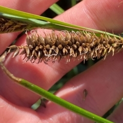 Carex (genus) (A Sedge) at Illilanga & Baroona - 13 Jan 2024 by Tapirlord
