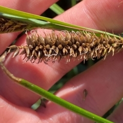 Carex sp. (A Sedge) at Michelago, NSW - 13 Jan 2024 by Tapirlord