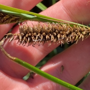 Carex sp. at Illilanga & Baroona - 13 Jan 2024