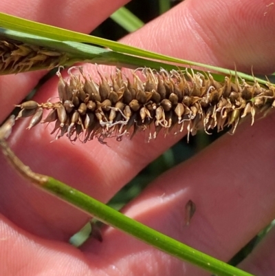 Carex (genus) (A Sedge) at Illilanga & Baroona - 13 Jan 2024 by Tapirlord