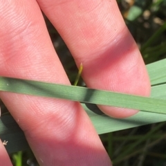 Carex sp. at Illilanga & Baroona - 13 Jan 2024