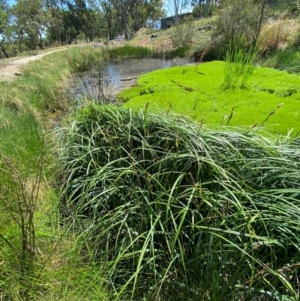 Carex sp. at Illilanga & Baroona - 13 Jan 2024