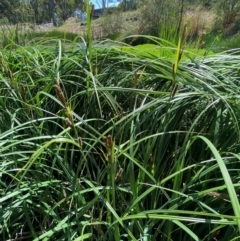 Carex sp. at Illilanga & Baroona - 13 Jan 2024