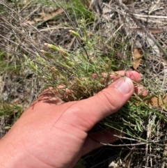 Vittadinia gracilis (New Holland Daisy) at Michelago, NSW - 13 Jan 2024 by Tapirlord