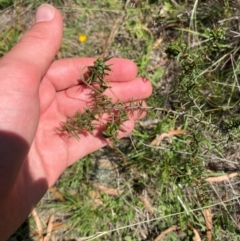 Acacia ulicifolia (Prickly Moses) at Michelago, NSW - 13 Jan 2024 by Tapirlord