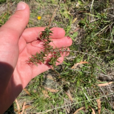 Acacia ulicifolia (Prickly Moses) at Illilanga & Baroona - 13 Jan 2024 by Tapirlord