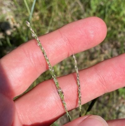 Digitaria brownii (Cotton Panic Grass) at Michelago, NSW - 13 Jan 2024 by Tapirlord