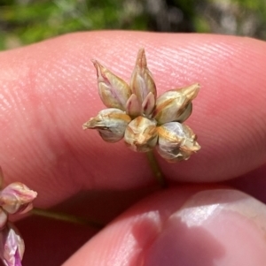 Laxmannia gracilis at Illilanga & Baroona - 13 Jan 2024