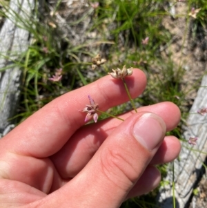 Laxmannia gracilis at Illilanga & Baroona - 13 Jan 2024