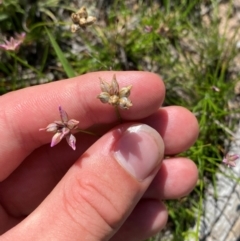 Laxmannia gracilis at Illilanga & Baroona - 13 Jan 2024