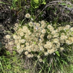 Vittadinia muelleri (Narrow-leafed New Holland Daisy) at Michelago, NSW - 12 Jan 2024 by Tapirlord